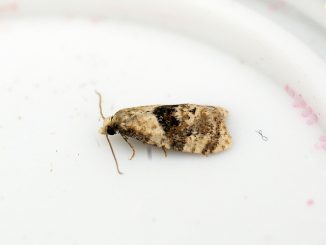 kung paano mapupuksa ang mga moth sa bahay