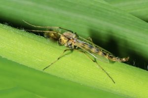 how to get rid of midges in a pot