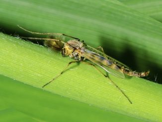 how to get rid of midges in a pot