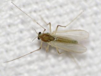 d'où viennent les moucherons dans l'appartement