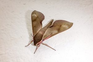 Motte in einer Wohnung, wie man los wird