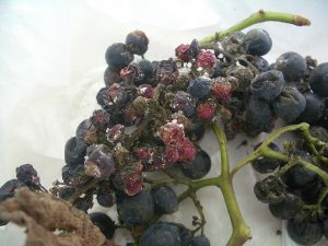 powdery mildew on grapes how to fight