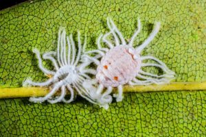 how to deal with mealybug on indoor plants