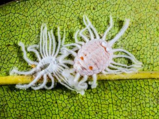 วิธีจัดการกับ mealybug ในพืชในร่ม