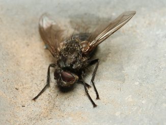 how to get rid of flies in the house quickly