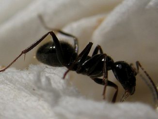 how to get rid of ants in a house forever