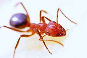 how to get rid of little red ants in an apartment