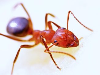 how to get rid of little red ants in an apartment