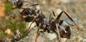 comment sortir les fourmis du jardin