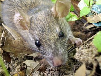 Wie Ratten sich von Mäusen unterscheiden