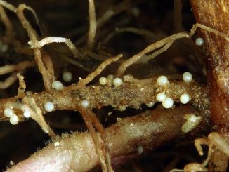 nématode de la pomme de terre comment lutter