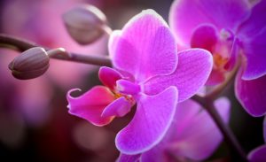 comment se débarrasser de la cochenille farineuse sur l'orchidée