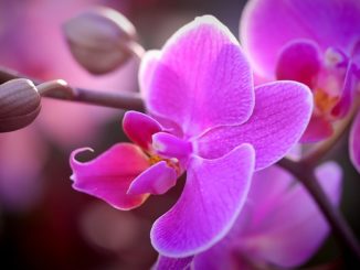 how to get rid of mealybug on orchid