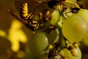 come sbarazzarsi delle vespe sull'uva