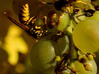 how to get rid of wasps on grapes