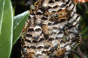 how to bring a hornet’s nest