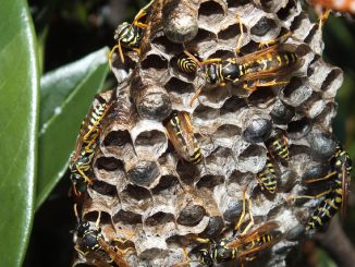 how to bring a hornet’s nest