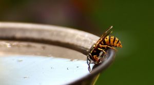 how to deal with wasps