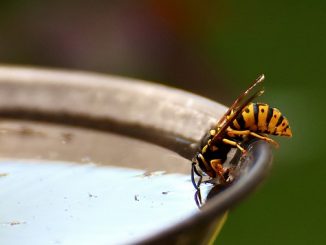 kung paano haharapin ang mga wasps