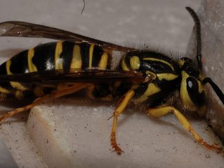 veps i huset hvordan bli kvitt