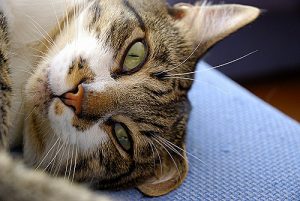otodectosis in cats treatment