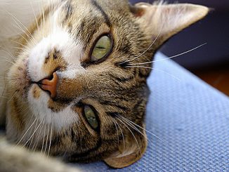 otodektose i kattebehandling