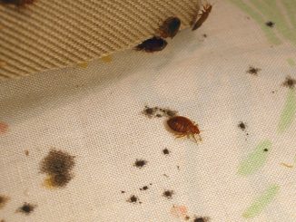 anmeldelser, hvordan man slipper af med bugs i en lejlighed