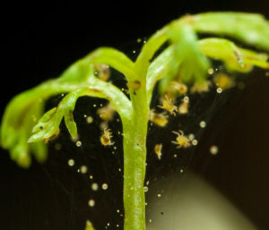 Làm thế nào để đối phó với nhện nhện trên cây trồng trong nhà