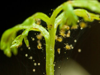 Cómo lidiar con los ácaros en las plantas de interior