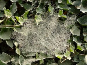 spider mites how to fight