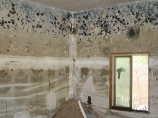 cum să procesați mucegaiul pe peretele din apartament