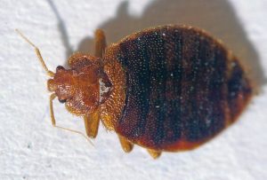 how to get bed bugs