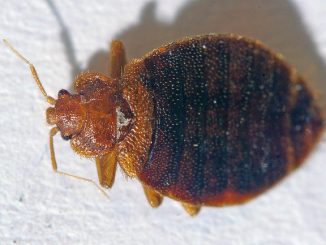 hvordan du får bed bug