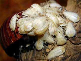 how domestic cockroaches breed