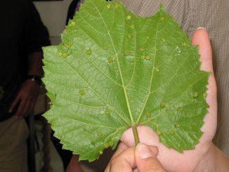 how to deal with scale insects on indoor plants