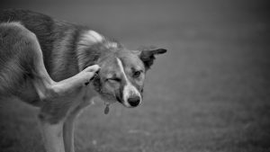 hvorfor klør en hund, hvis der ikke er lopper