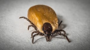 what to do if bitten by a human tick