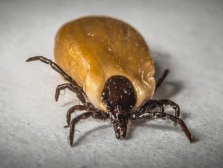 what to do if bitten by a human tick