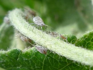 how to get rid of aphids