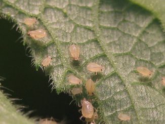 bladluizen op komkommers hoe folk remedies te bestrijden