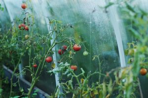 come trattare una serra dalle mosche bianche in autunno