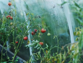 วิธีการรักษาเรือนกระจกจาก whiteflies ในฤดูใบไม้ร่วง