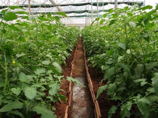 how to deal with whiteflies in a greenhouse