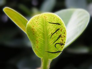 hoe om te gaan met trips op kamerplanten