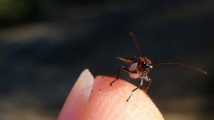 wie man einen Tumor nach einem Wespenstich entfernt