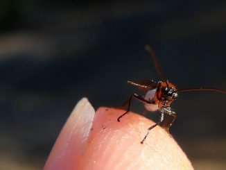 how to remove a tumor after a wasp sting