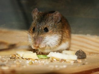 wat voor soort isolatie bijt geen muizen en ratten