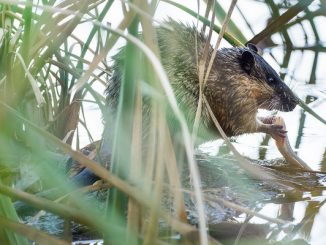 Wasserratte im Garten, wie man kämpft