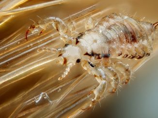 how much louse lives outside of the head