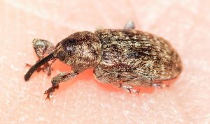 how to get rid of weevil in the kitchen